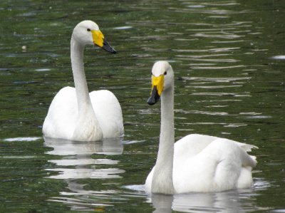 Тундровый лебедь и кликун / Птицы Южных Курил